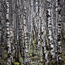 Sliver Birch by Loch Maree